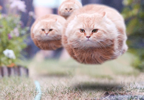 Animated Hovercats